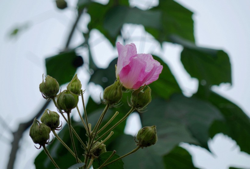 粉色芙蓉花图片