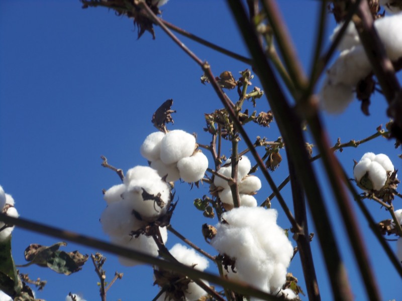 雪白的棉花图片