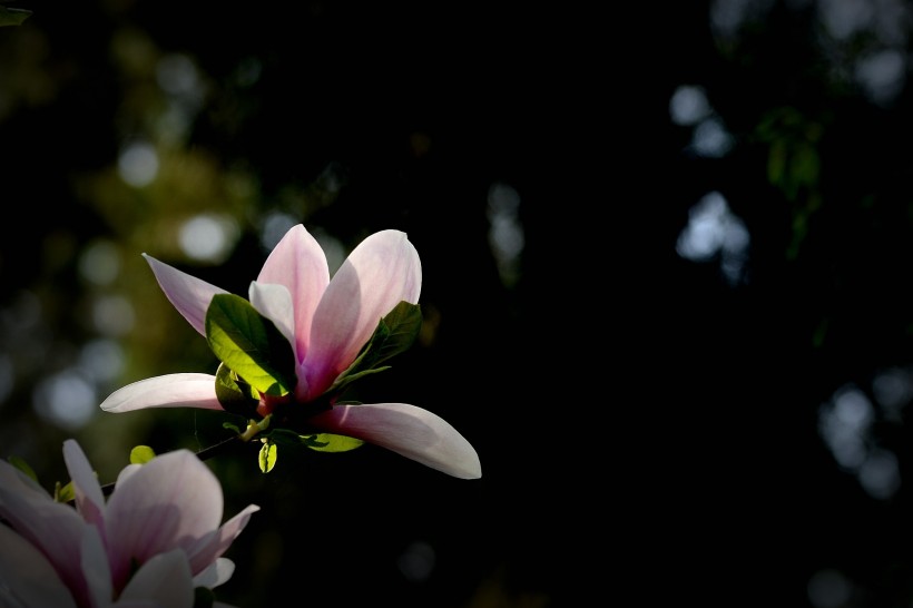 春天怒放的鲜花图片