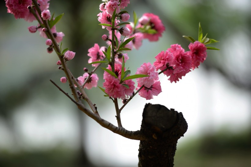 碧桃花图片