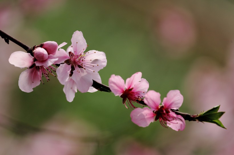 桃花圖片