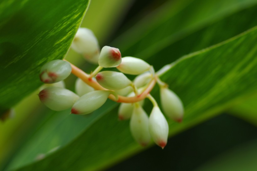 白蝴蝶合果芋圖片