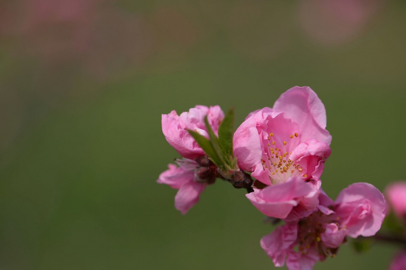 桃花图片