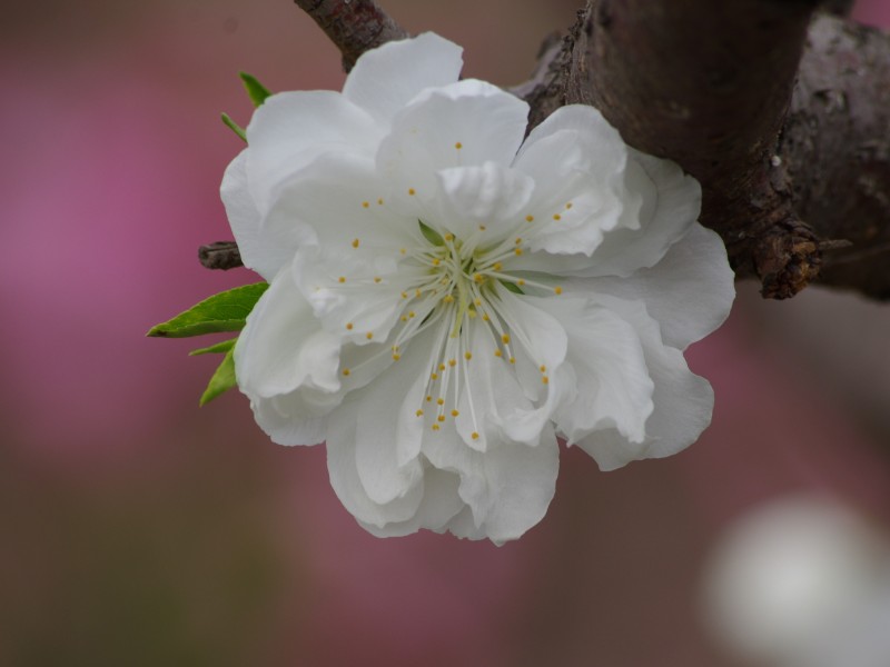 碧桃花圖片