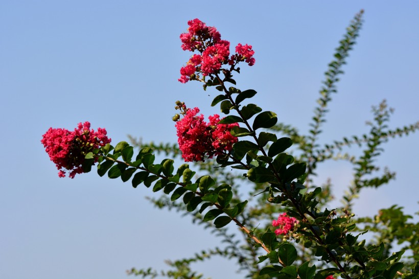 紅色紫薇花圖片