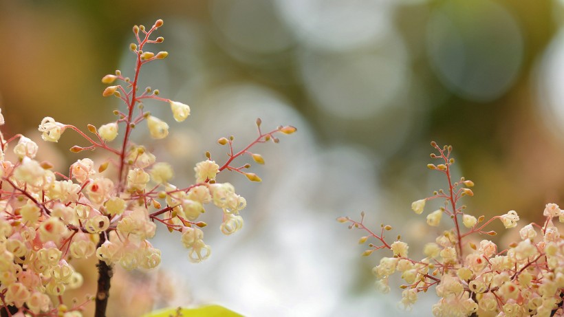 蘋婆花圖片