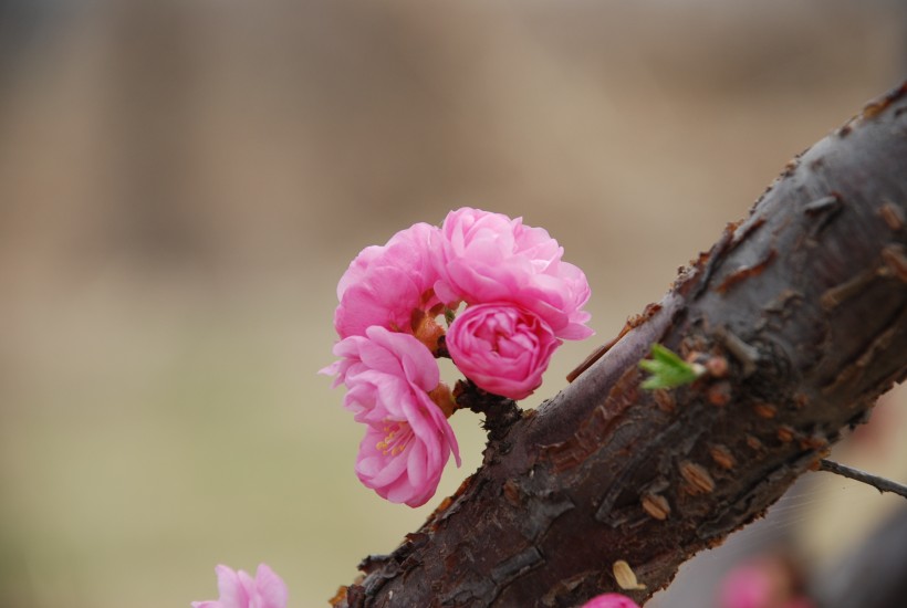 桃花图片