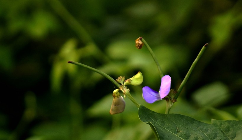 清新豆角花圖片