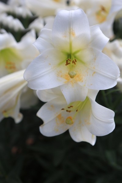 2012杭州慧因高丽寺百合花展图片