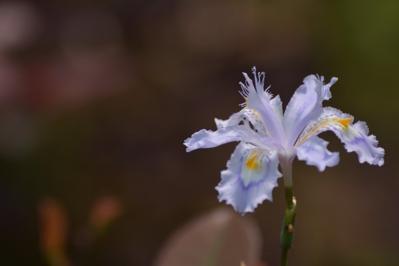 鸢尾花图片