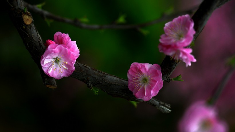 粉红色杏花图片