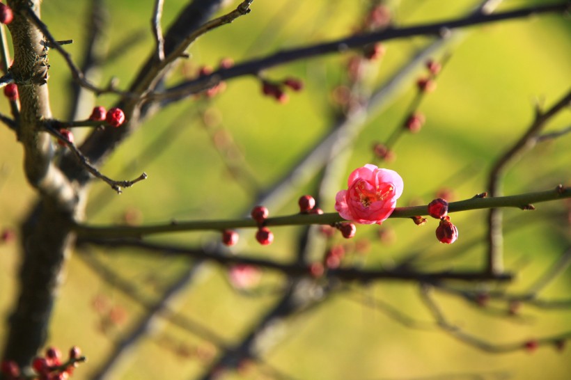 梅花图片