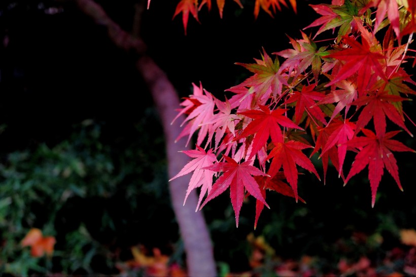 紅色楓葉圖片