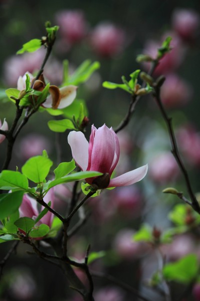 粉色玉兰花卉图片