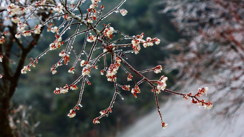 冰晶梅花图片