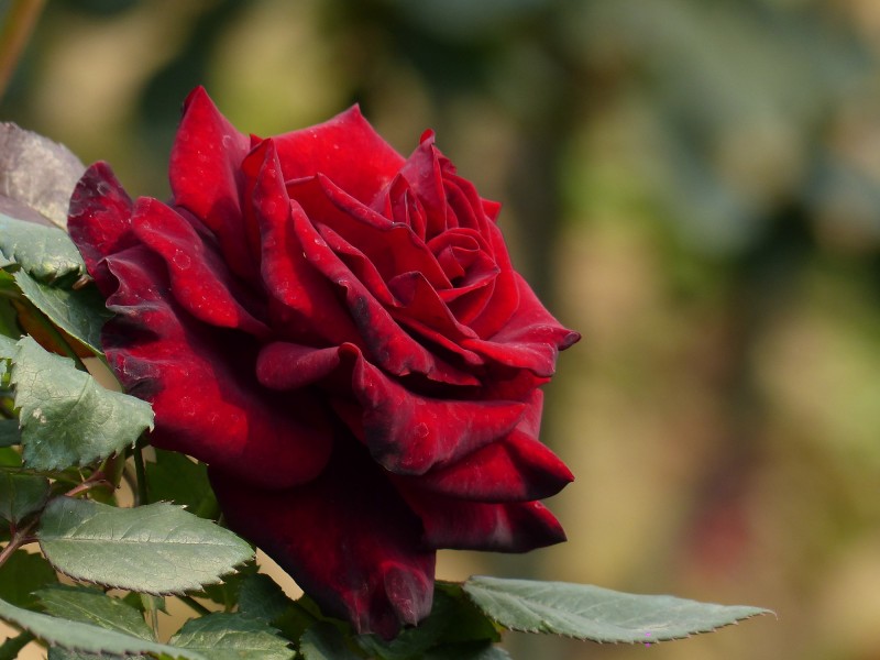 姹紫嫣红的玫瑰图片