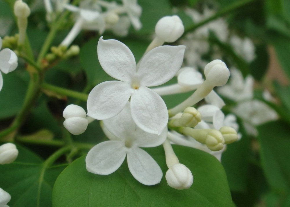 干净纯白的丁香花图片欣赏