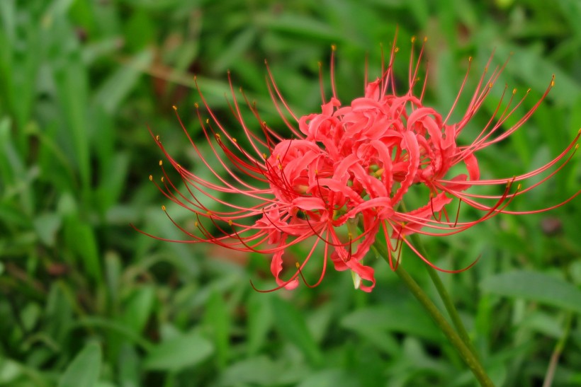 石蒜花图片