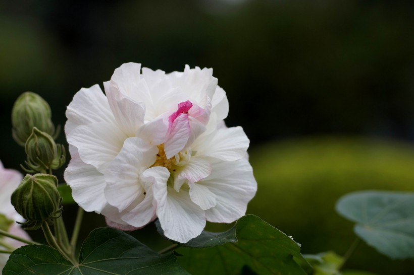 白色和粉色的芙蓉花图片