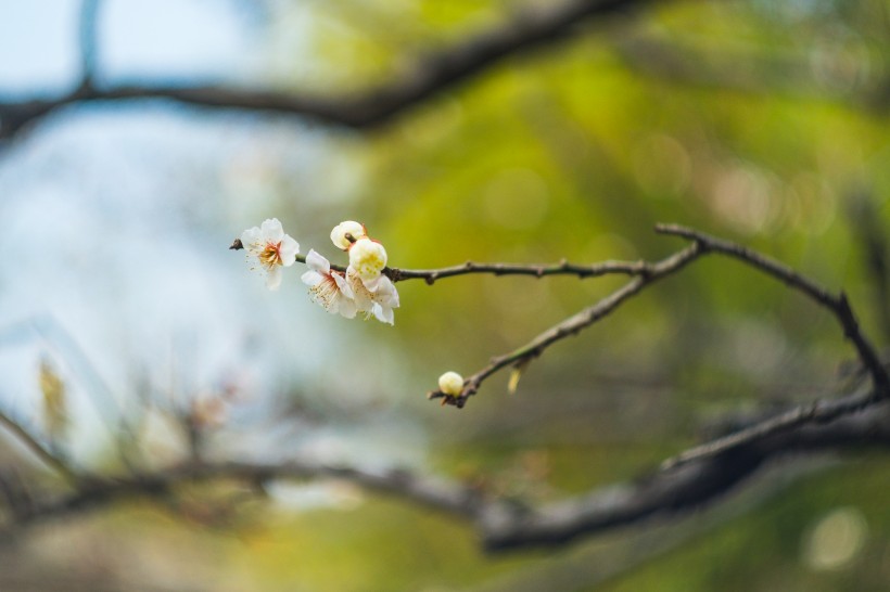 热闹开放的梅花图片