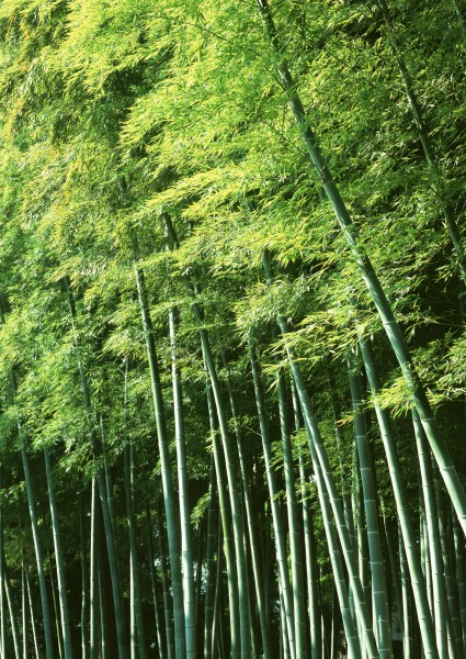 夏日的竹林圖片