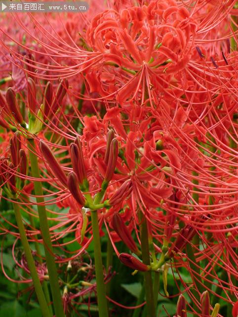 一大片紅色彼岸花唯美圖片素材