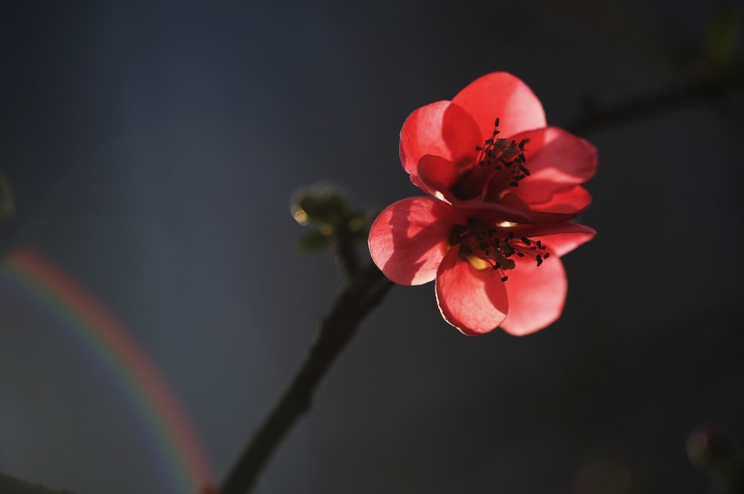 红色海棠花图片