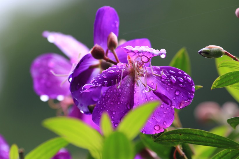 紫花野牡丹图片