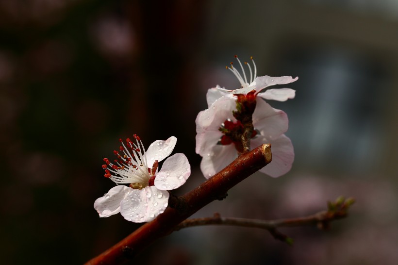 山桃花图片