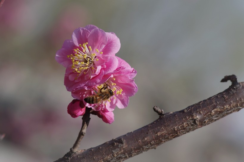 粉色梅花图片