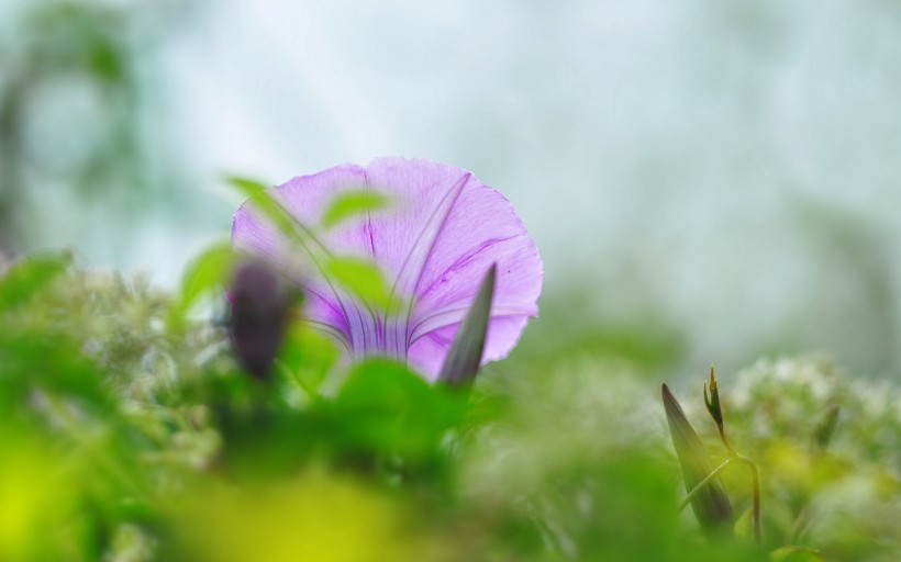 唯美牽牛花圖片