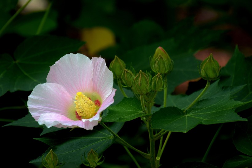 粉色木芙蓉图片