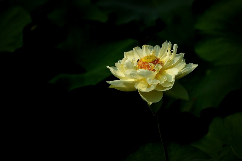 浅黄色荷花图片