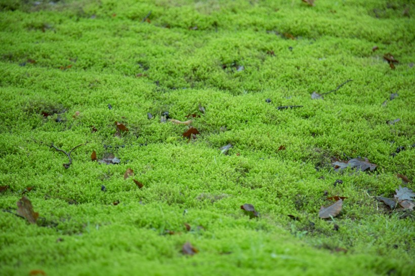 綠色的苔蘚圖片