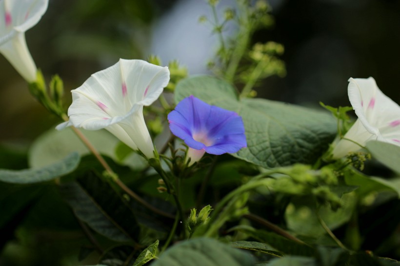 千姿百态的牵牛花图片