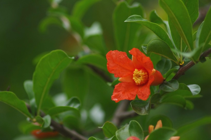 紅色石榴花圖片