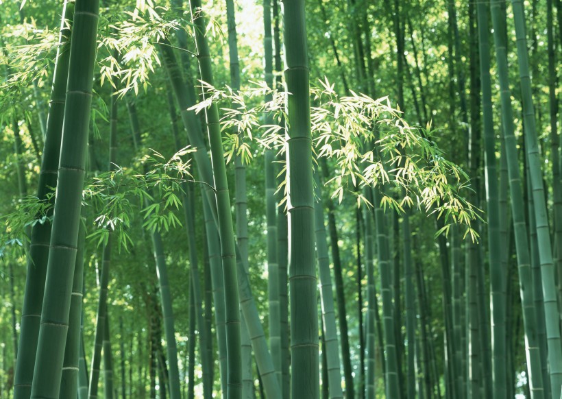 夏日的竹林图片