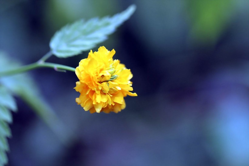 黃色高貴的棣棠花圖片