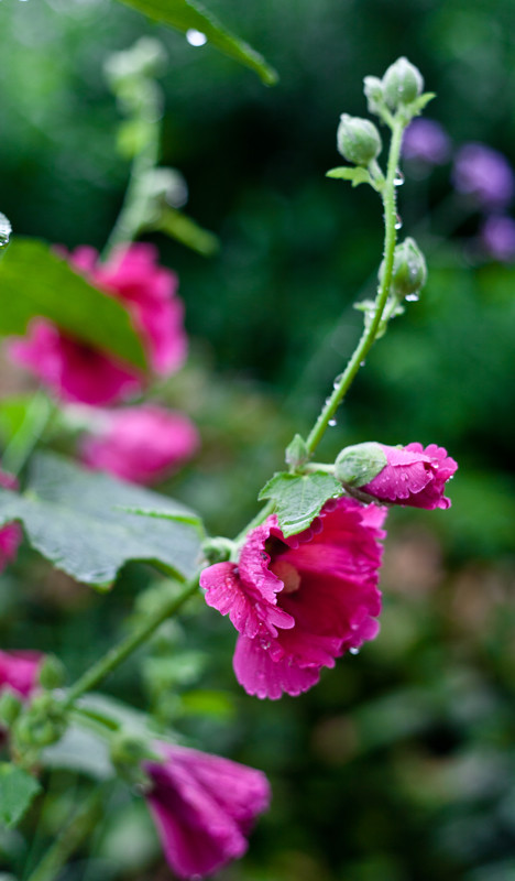 舜華舜英繽紛夏日木槿花