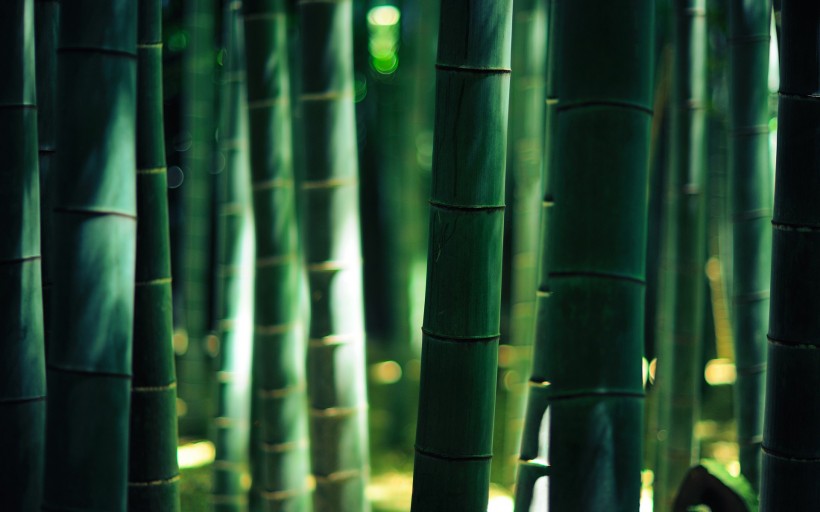 竹子和小片竹林图片