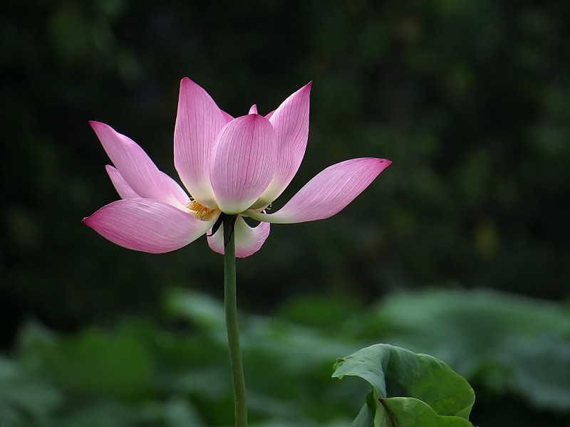 夏日荷花圖片