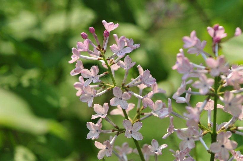 淡雅丁香花圖片