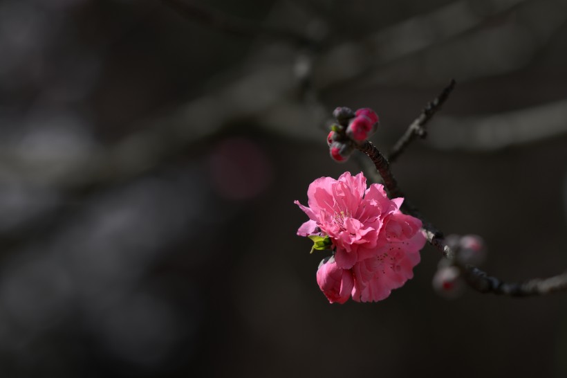 阳光下的桃花图片