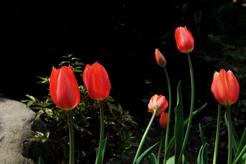 鲜艳郁金香花卉图片