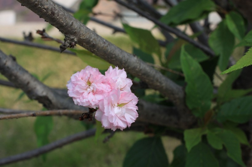 粉色樱花图片