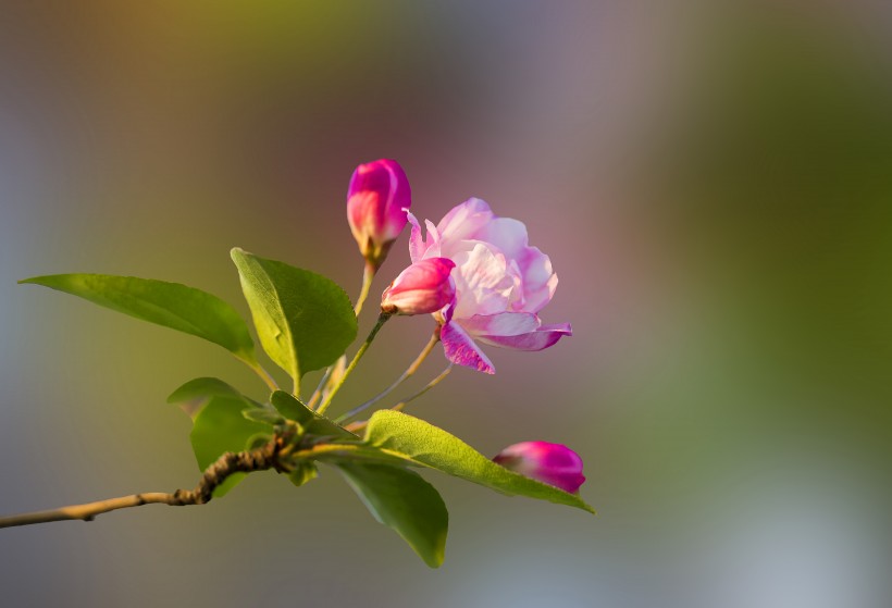 粉色海棠花圖片