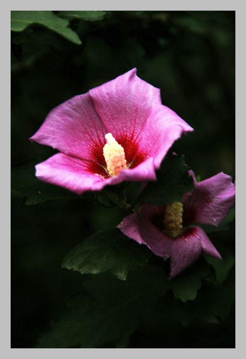 粉红木槿花图片
