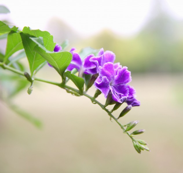 金露花图片