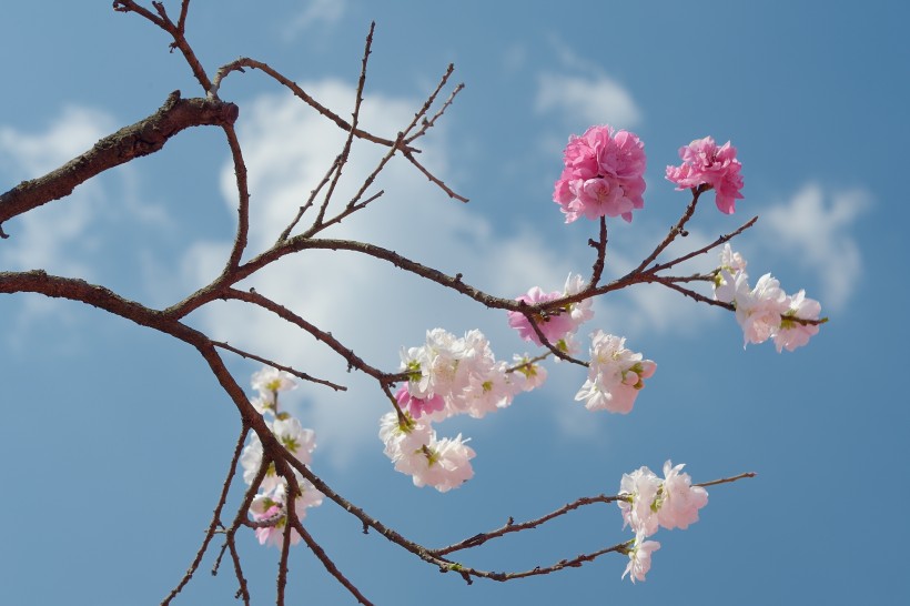 阳光下的桃花图片