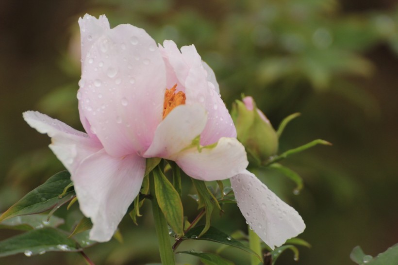 雨后牡丹花图片